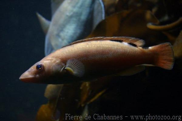 Cuckoo wrasse