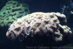White-rimmed brain coral