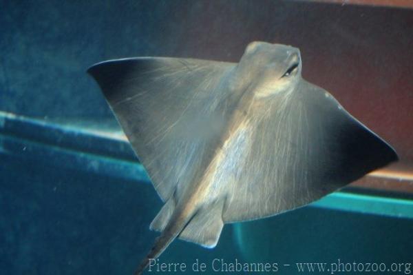 Common eagle ray