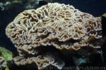 Lettuce coral