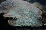Contorted brain coral