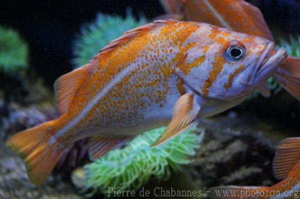 Canary rockfish