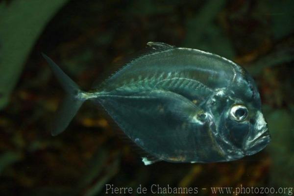 Atlantic moonfish