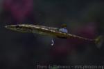 Sea stickleback