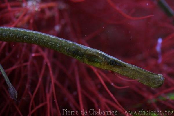 Broad-nosed pipefish