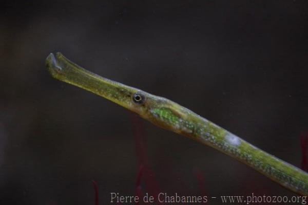 Broad-nosed pipefish