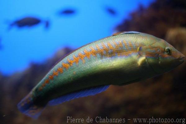 Mediterranean rainbow wrasse