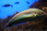 Mediterranean rainbow wrasse