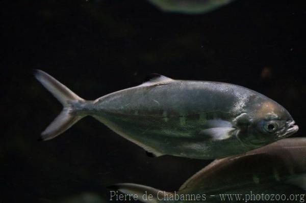 Pompano