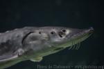 Atlantic sturgeon