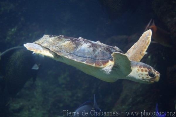 Loggerhead turtle