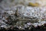 Fingered dragonet