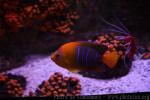 Clarion angelfish