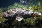 Red scorpionfish