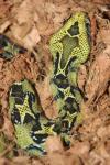 Ethiopian mountain adder