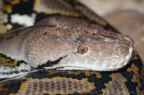 Reticulated python