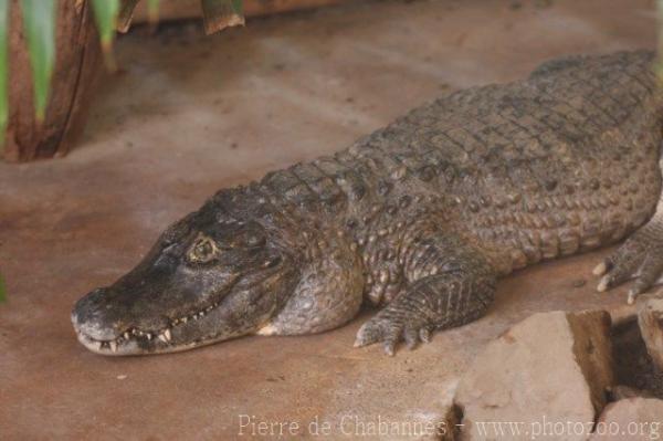 Yacare caiman