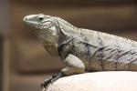 Grand Cayman blue iguana