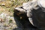 Burmese brown tortoise