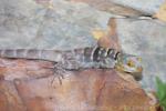 Baja California rock lizard