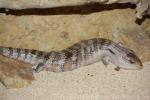 Northern blue-tongued skink