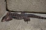 Red tegu