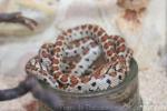 Eurasian leopard snake