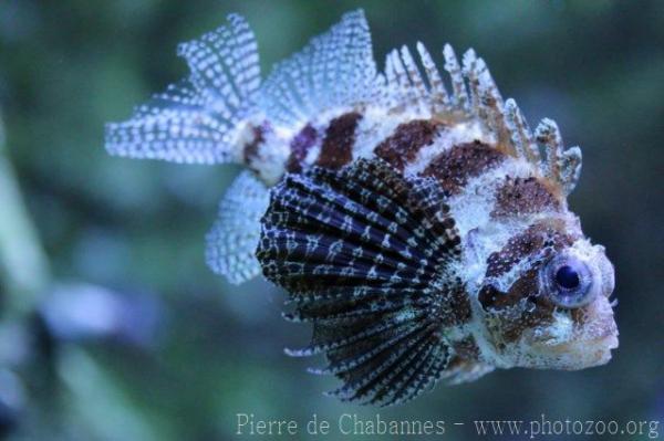 Shortfin turkeyfish