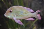 Pearl cichlid