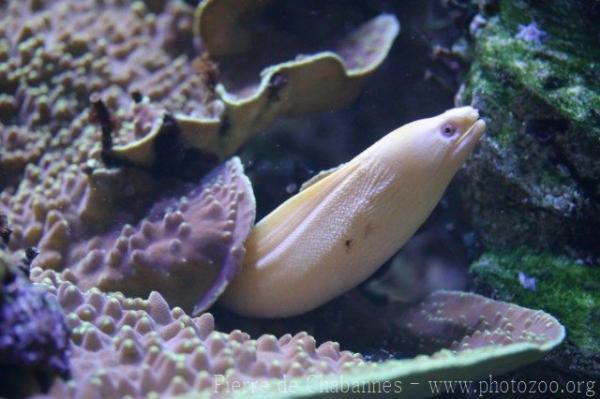 Goldentail moray