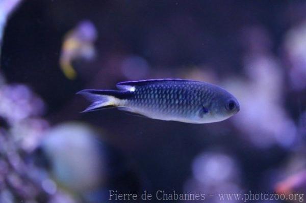 Richardson’s reef-damselfish