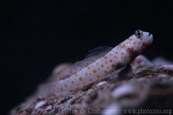 Spotted prawn-goby