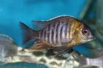 Blue-banded lethrinops