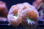 Big polyps blastomussa coral