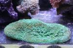 Robust mushroom coral