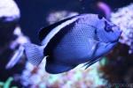 Griffis angelfish