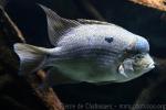 White cichlid