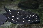 White-blotched river stingray