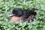Chestnut teal