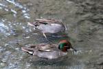 Common teal