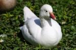 Ross's goose