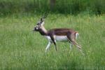 Blackbuck