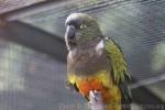 Patagonian conure