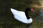 Black-necked swan