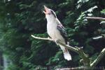 Laughing kookaburra