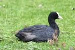 Eurasian coot