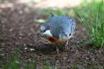 Luzon bleeding-heart