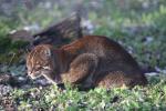 Asian golden cat