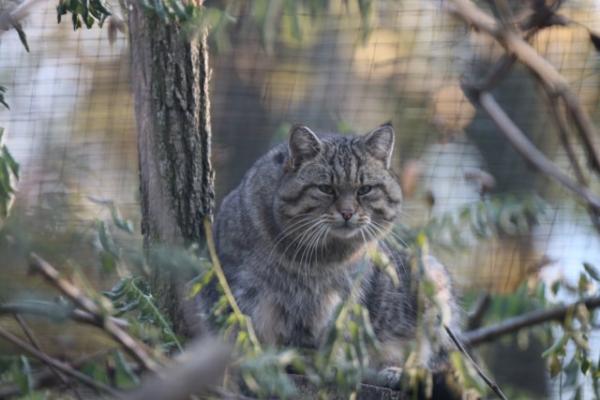 European wild cat