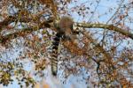 Ring-tailed lemur